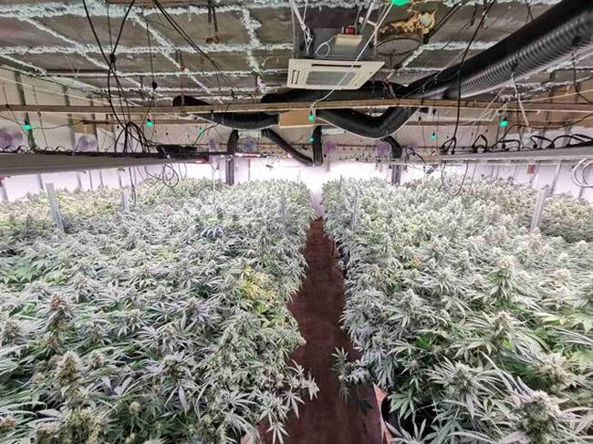 МВР: Високотехнологична наркооранжерия е открита в рамките на спецоперация на ГДНП и ОДМВР-Варна