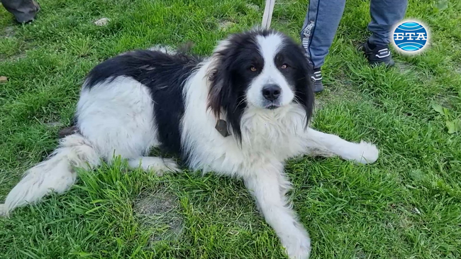 Над 50 каракачански кучета участваха в юбилейна киноложка изложба в Стара Загора