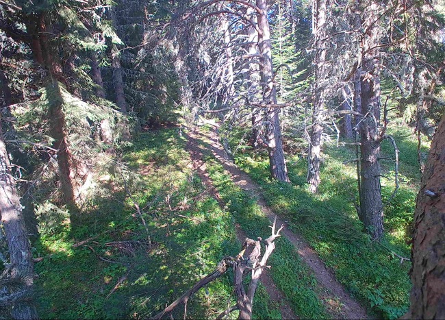 Министерство на околната среда и водите: Заловиха бракониери с фотокапан в „Национален парк Рила“