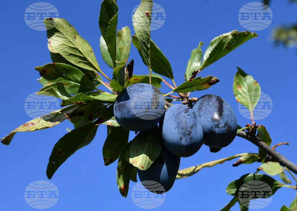 Село Лудогорци - сини сливи