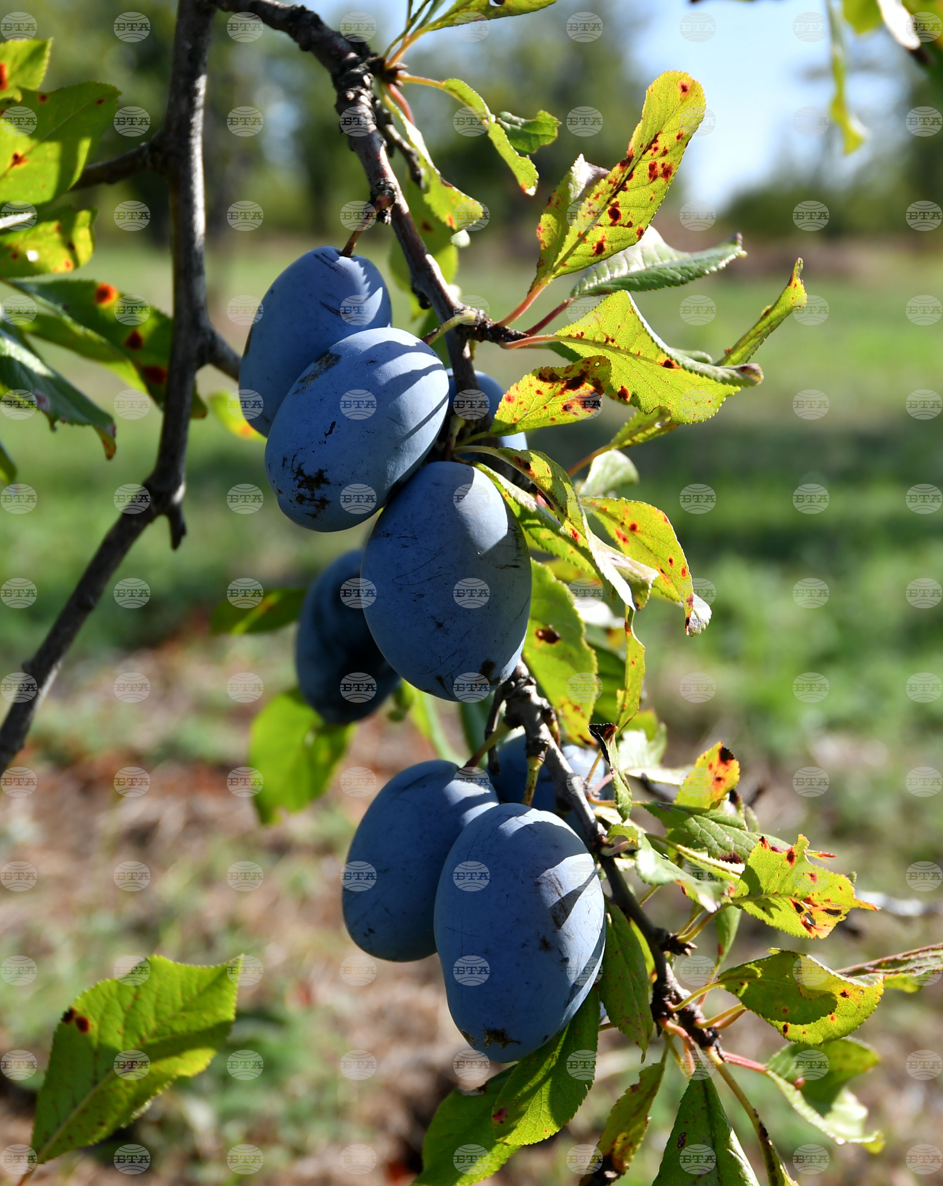 Село Лудогорци - сини сливи