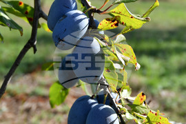 Село Лудогорци - сини сливи