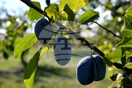 Село Лудогорци - сини сливи