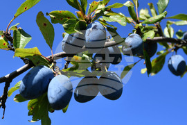 Село Лудогорци - сини сливи