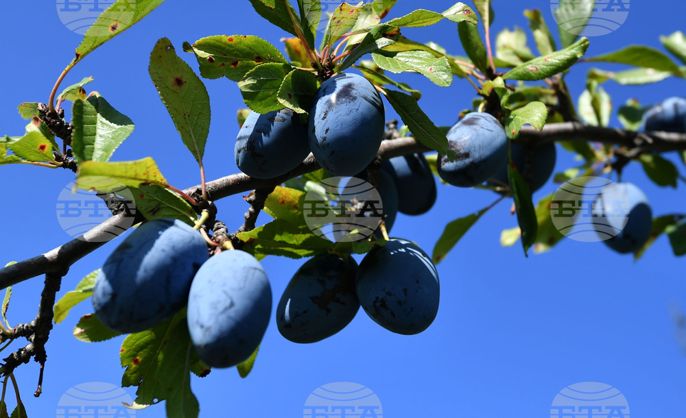 Село Лудогорци - сини сливи