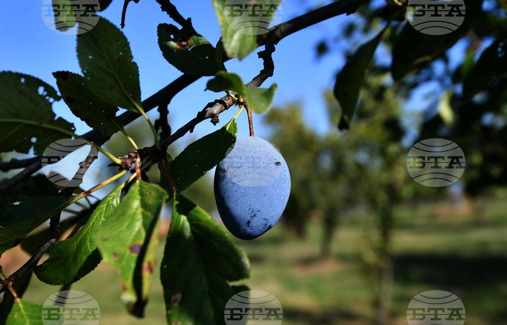 Село Лудогорци - сини сливи