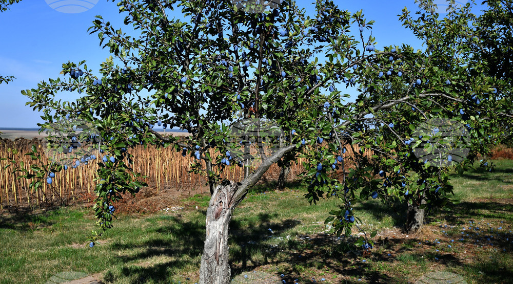 Село Лудогорци - сини сливи