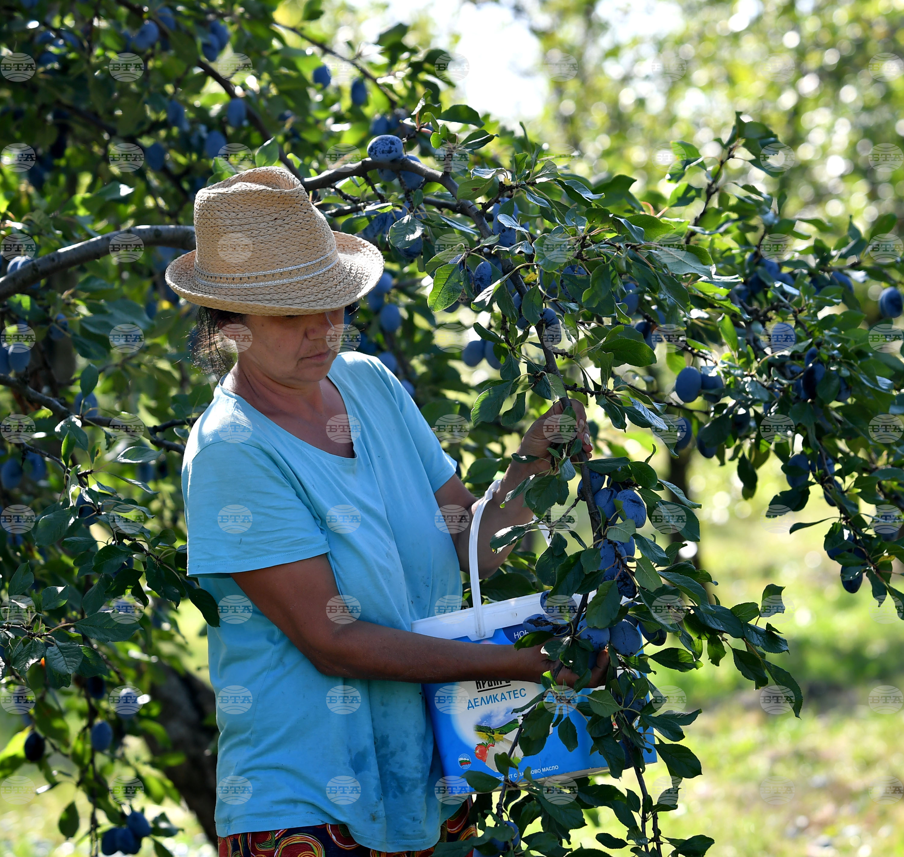 Село Лудогорци - сини сливи