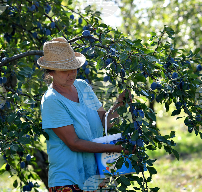 Село Лудогорци - сини сливи