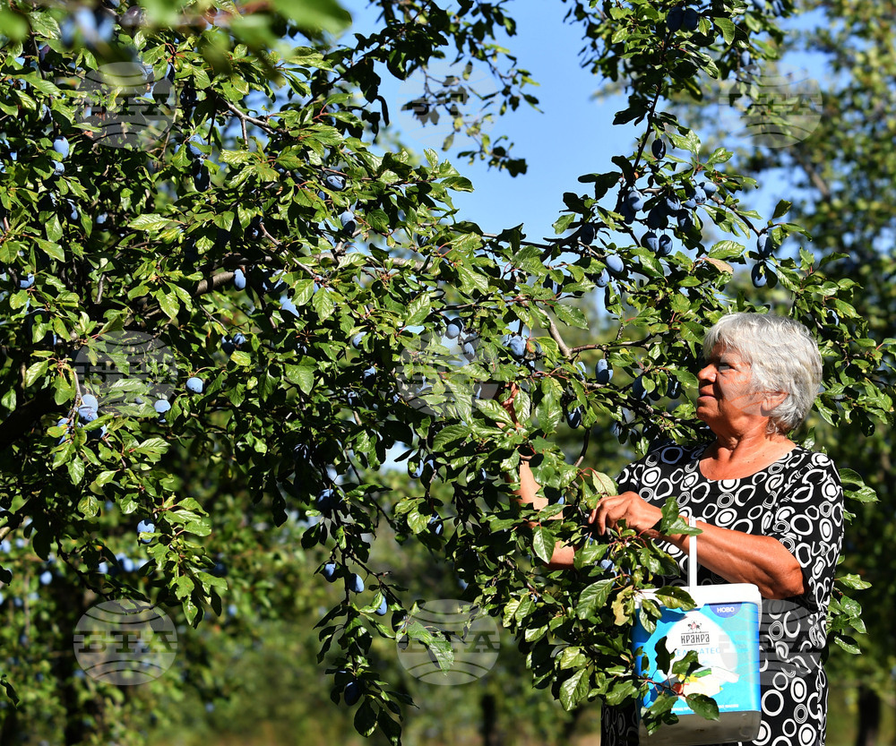 Село Лудогорци - сини сливи