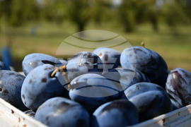 Село Лудогорци - сини сливи