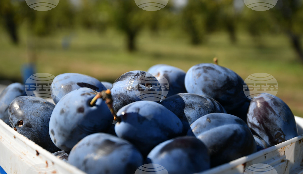Село Лудогорци - сини сливи