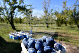 Село Лудогорци - сини сливи