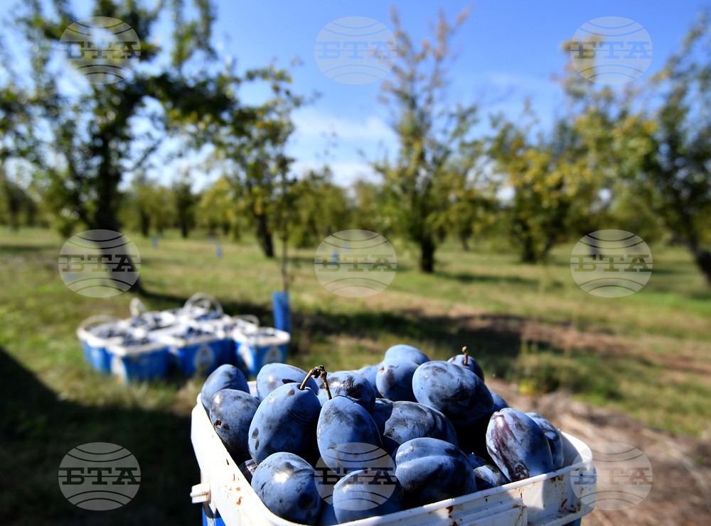 Село Лудогорци - сини сливи