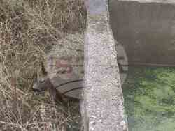 Снимка: Югозападно държавно предприятие ДП Благоевград