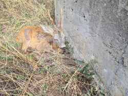 Снимка: Югозападно държавно предприятие ДП Благоевград