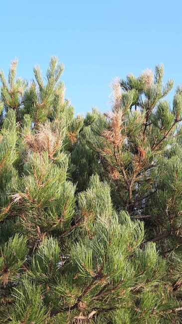 Започва пръскането срещу боровата процесионка в парк "Митрополит Методий Кусев" в Стара Загора