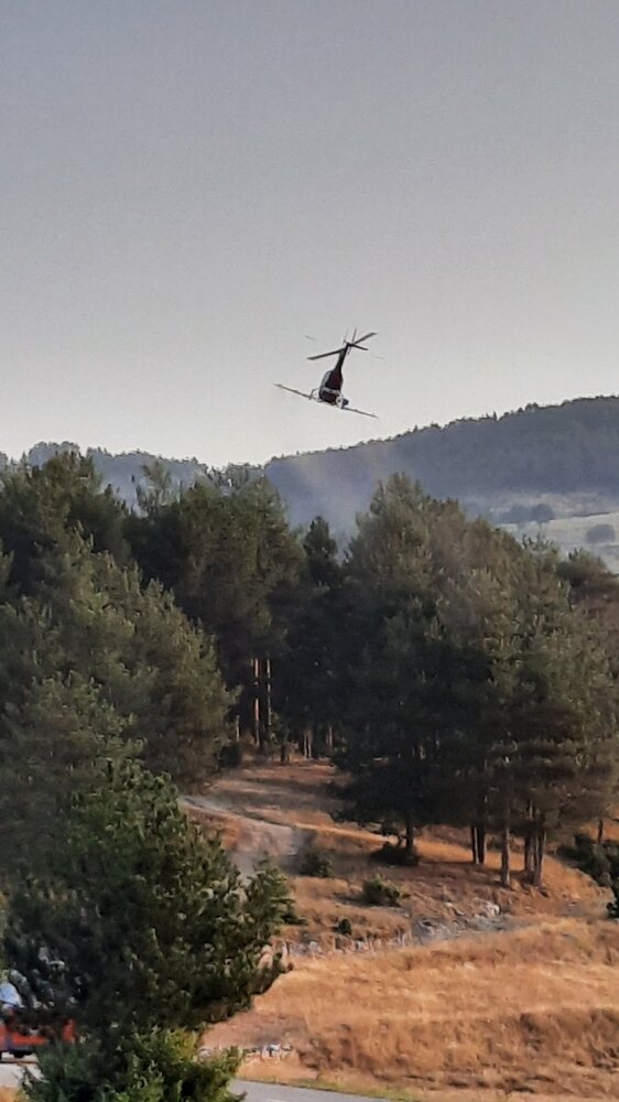 ИАГ: Над 5 000 дка култури от черен бор бяха третирани срещу борова процесионка