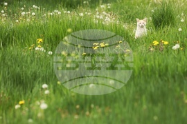 Кюстендил - пролет