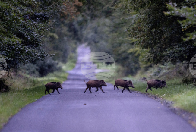 Стадо диви прасета е забелязано на един от централните булеварди в Солун
