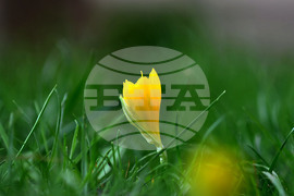 Разград - астрономическа есен - минзухари