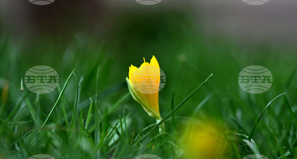 Разград - астрономическа есен - минзухари