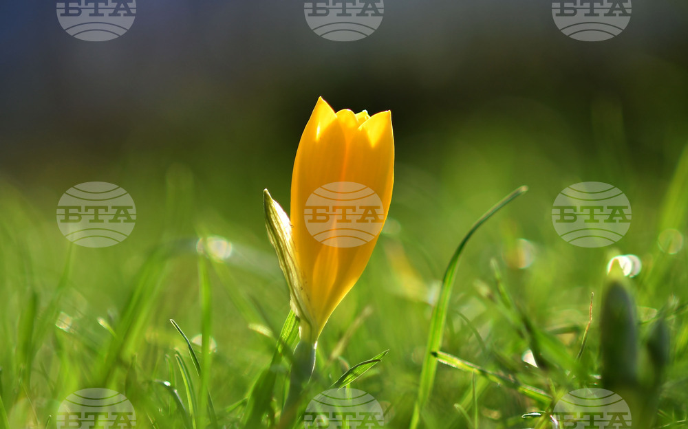 Разград - астрономическа есен - минзухари