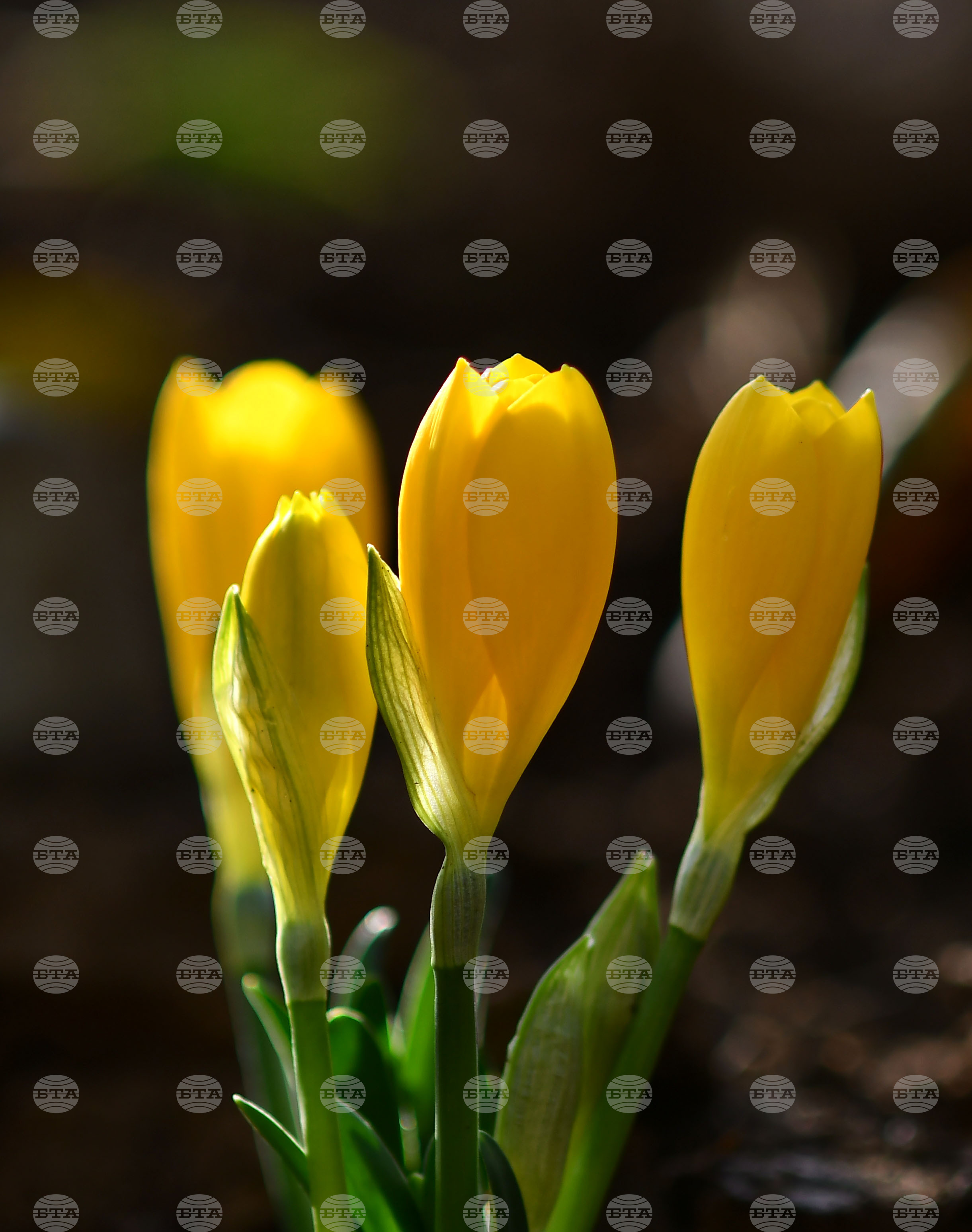 Разград - астрономическа есен - минзухари