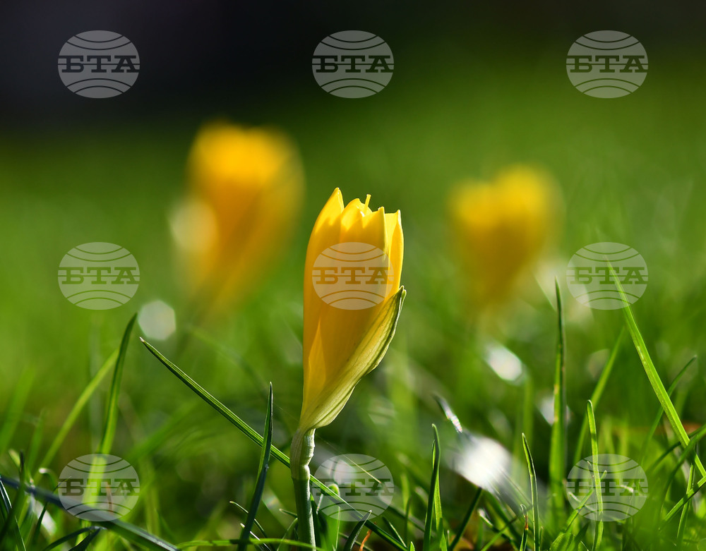 Разград - астрономическа есен - минзухари