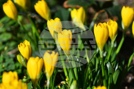 Разград - астрономическа есен - минзухари