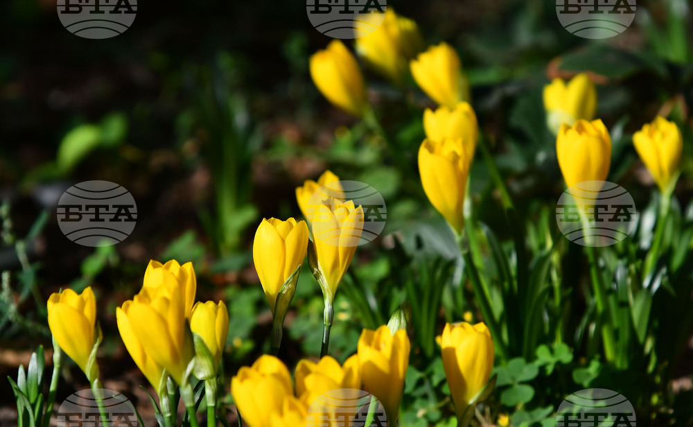 Разград - астрономическа есен - минзухари