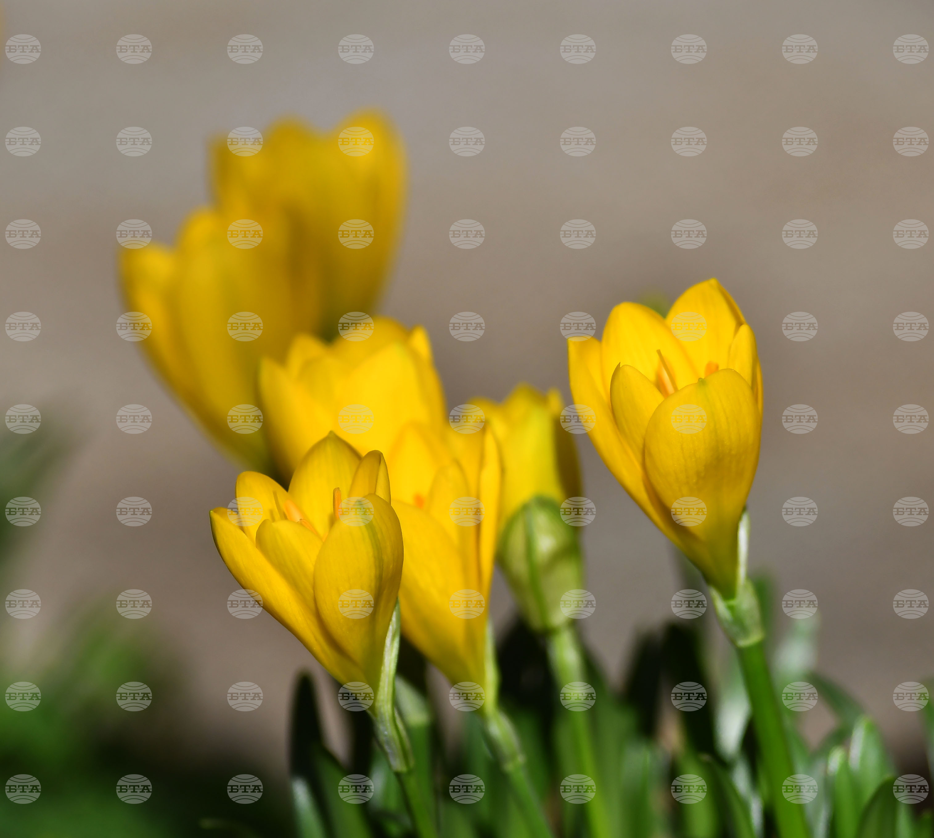 Разград - астрономическа есен - минзухари