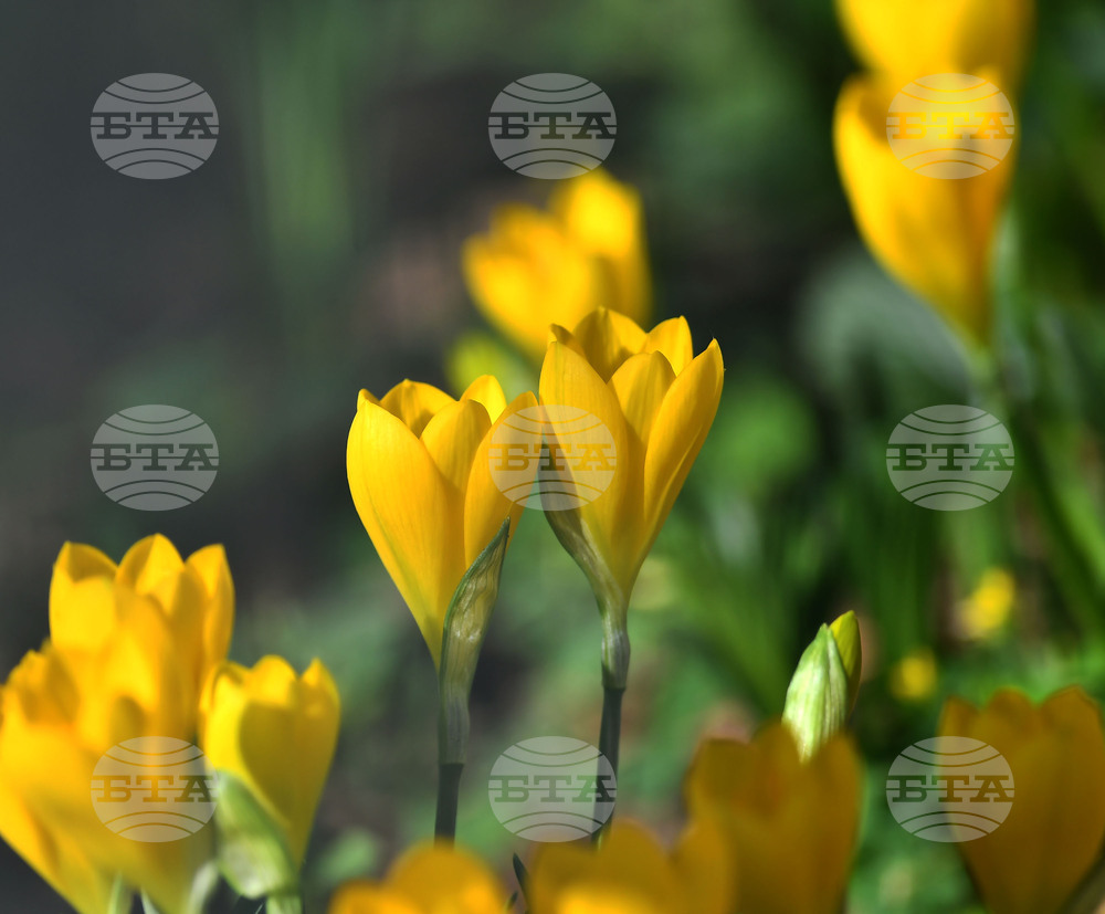 Astronomical Spring Begins in Bulgaria at 11:01 AM on Thursday