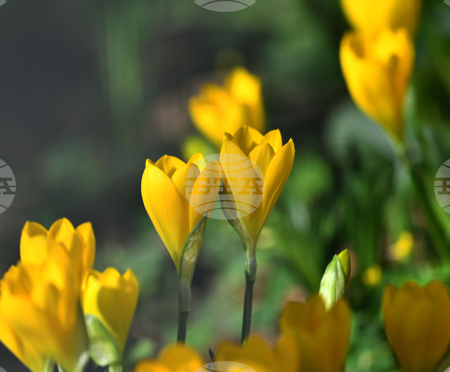 Astronomical Spring Begins in Bulgaria at 11:01 AM on Thursday