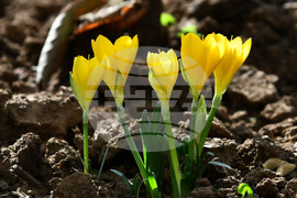 Разград - астрономическа есен - минзухари