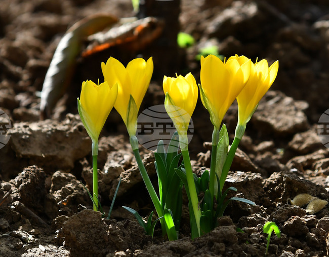 Разград - астрономическа есен - минзухари