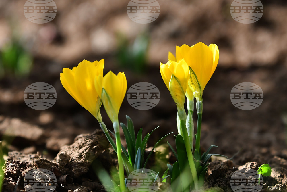 Разград - астрономическа есен - минзухари