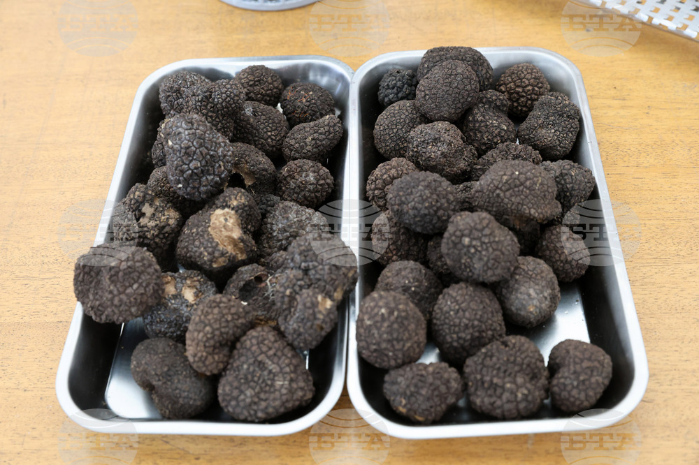 Угърчин - Трюфел фест 2023