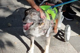 Румъния - Марш за правата на животните