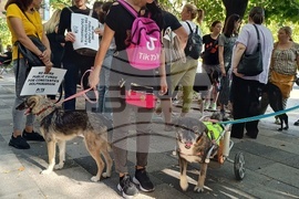 Румъния - Марш за правата на животните