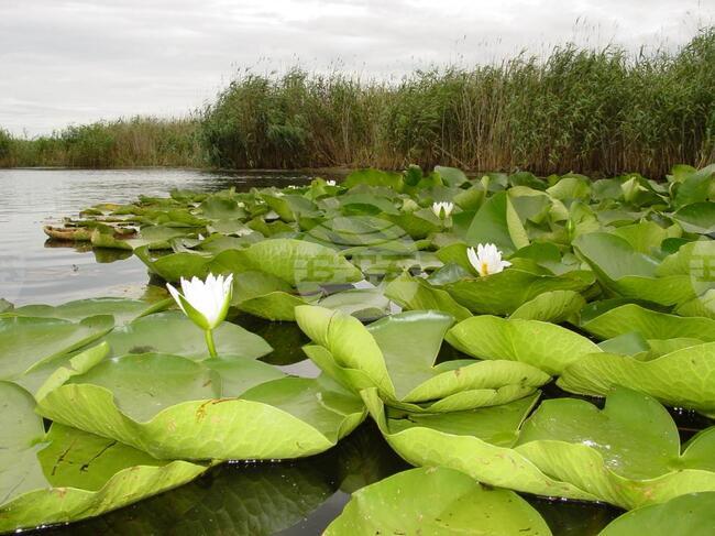 Силистренското село Малък Преславец ще е домакин на Празника на водните лилии