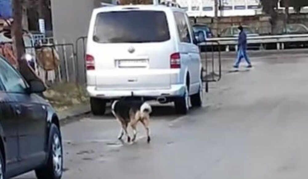 Заловиха агресивното куче в Ловеч, което нападна дете