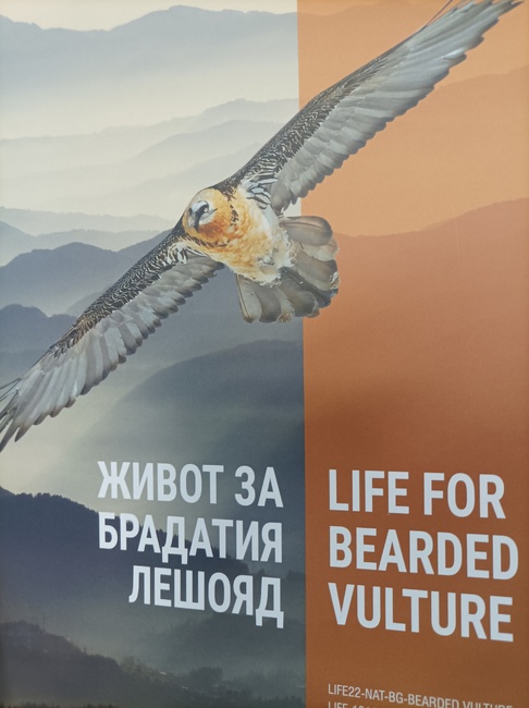 Conservationists' Initial Success Raises Hopes that Europe's Four Vulture Species Will Breed in Bulgaria Again