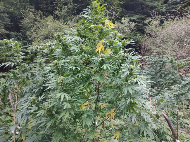 МВР: Служители на ГДБОП неутрализираха организирана престъпна група, занимавала се с отглеждане на растения от рода на конопа