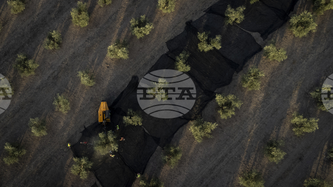 Испанските износители на черни маслини призовават ЕС да отговори на американските мита