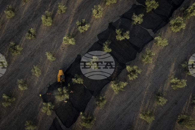 Испанските износители на черни маслини призовават ЕС да отговори на американските мита