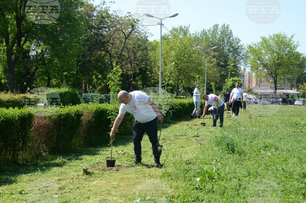 Медоносни дръвчета засадиха във Видин