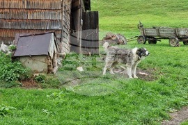 Румъния - Чарли Отли