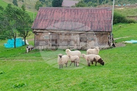 Румъния - Чарли Отли