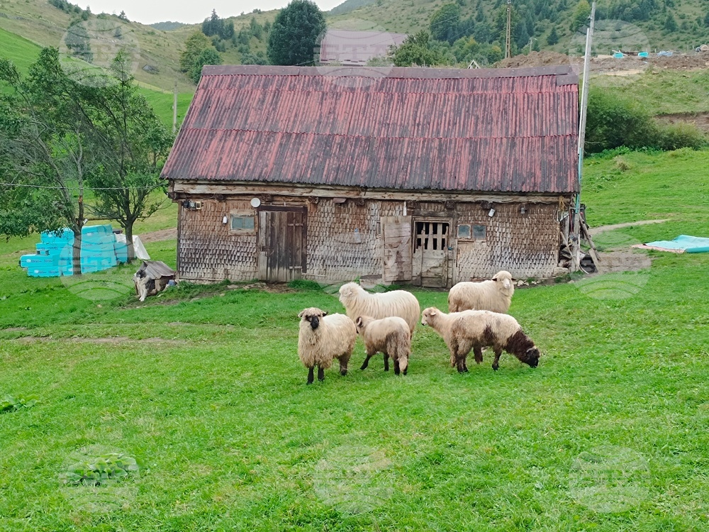 Румъния - Чарли Отли